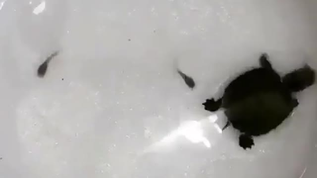 Turtle Catch a Fish #Funny Videos