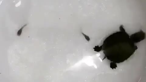 Turtle Catch a Fish #Funny Videos