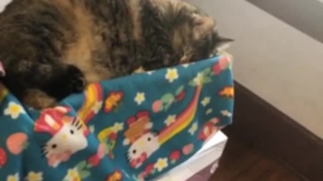 Cat pretends to sleep to avoid taking her medicin