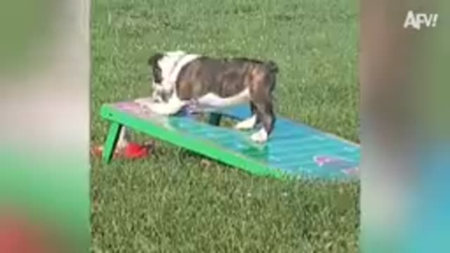 If You FALL In the Forest, Can Anyone Hear You FAIL?! π€£πππ | Best Funny Fails | AFV 2021
