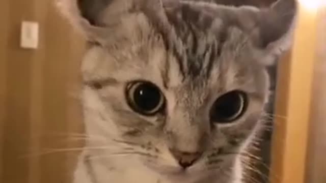 Have you ever seen a cat with horns?