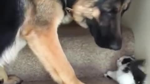 Extremely cute kitten guided upstairs by dog