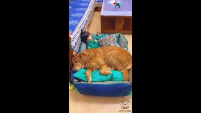 Cute child, cat and dog are sleeping together #cute #child #cat #dog #are #sleeping #together