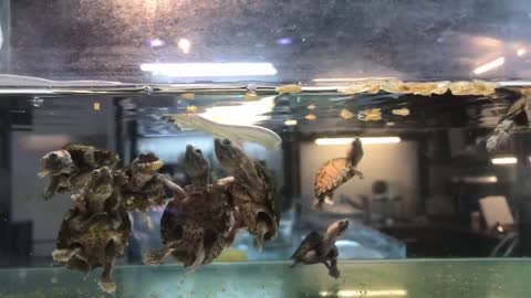 The cute turtle eats a meal🐢