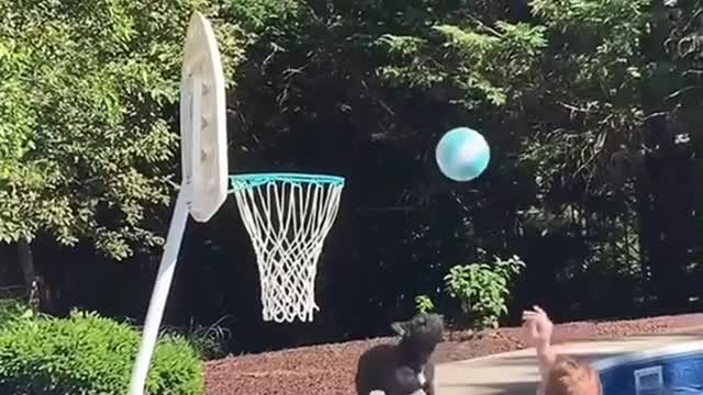 funny dog