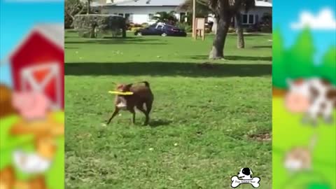 Funny Animal-Funniest Animal Compilation