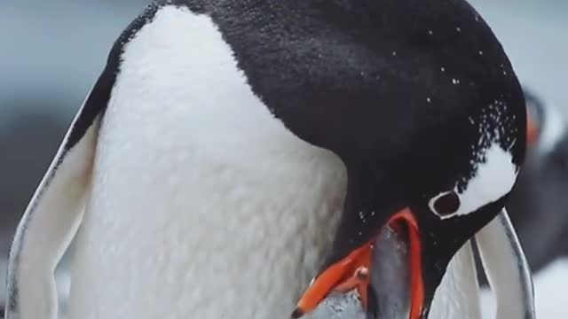 Penguin