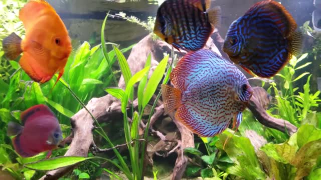 Exotic sweet water fish!