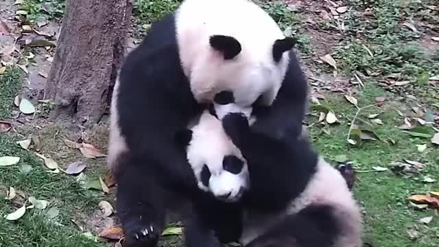 Mother panda huggs the full body of the baby