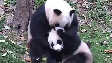 Mother panda huggs the full body of the baby