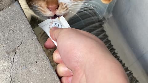 Street cat eating at company.