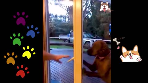 funny dog and owner playing with door 😂😂😂