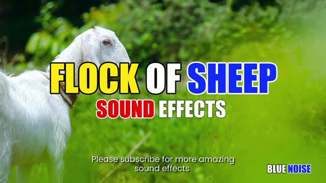 Flock of sheep bleating sound effects