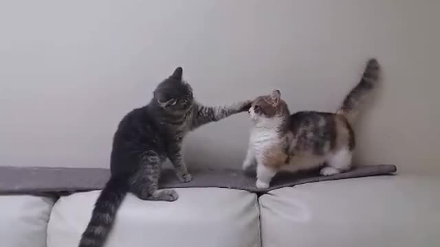 When you try to fight but your arms are too short funny cat fight