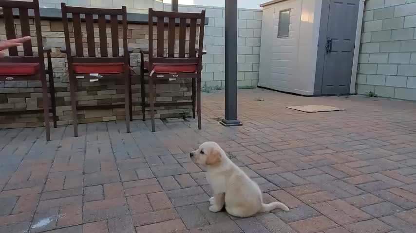 Labrador Puppy Learning and Performing Training Commands | Dog Showing All Training Skills