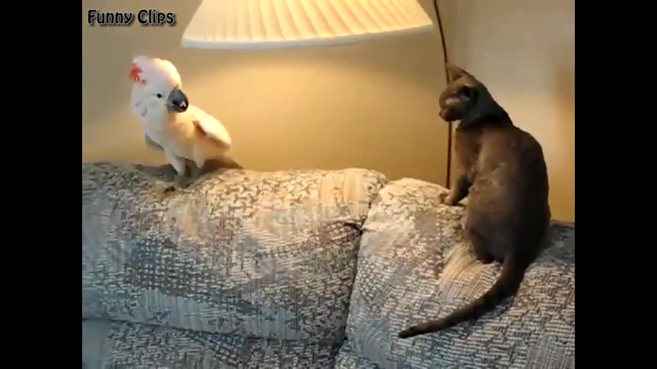 Parrot and cat conversation