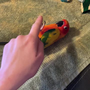 Parrot rolls over playing with mom