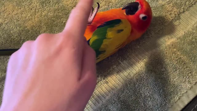 Parrot rolls over playing with mom