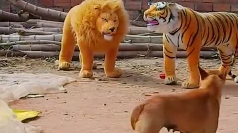 Troll Prank Dog Funny & fake Lion and Fake Tiger Prank To dog & Huge Box Prank to dog