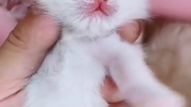 LETS WATCH A SUPER CUTE CATS