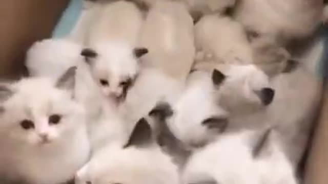 Bunch of white kittens