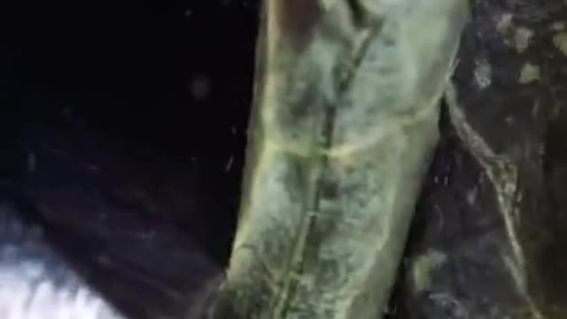The moment the scissors cut through a leaf