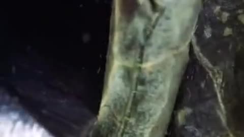 The moment the scissors cut through a leaf