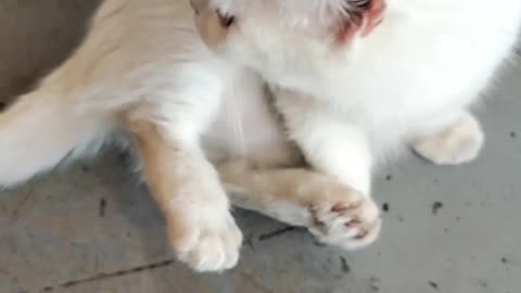 Cute little white cat
