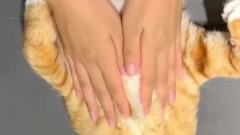 Give your cat a full body massage.