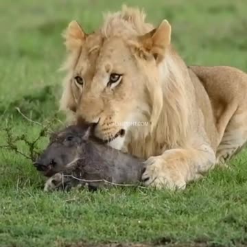 His Meal Almost Ran Off!