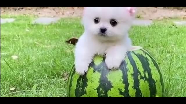 Super cute Pomeranian