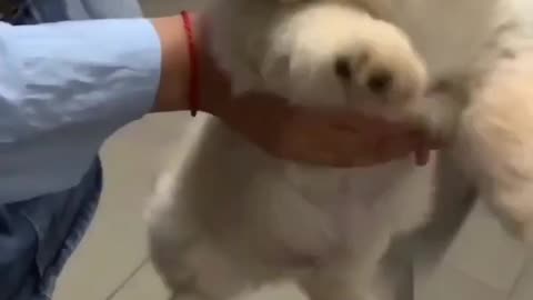 Cute Puppy ( Subscribe) pls