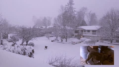 Snow Happy Mochi rolling around! She must love the snow!!!