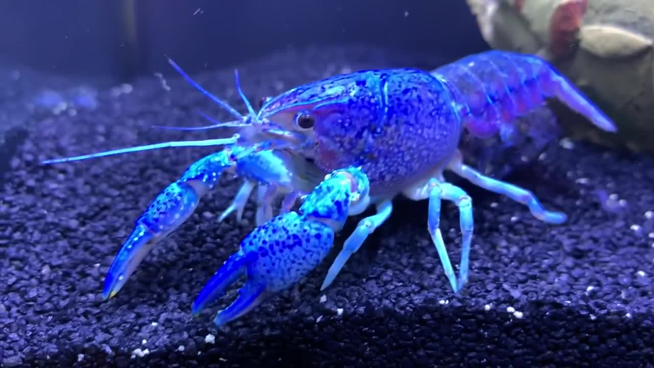 Best Lobster,Fishing Lobster, Cutest Lobsters.