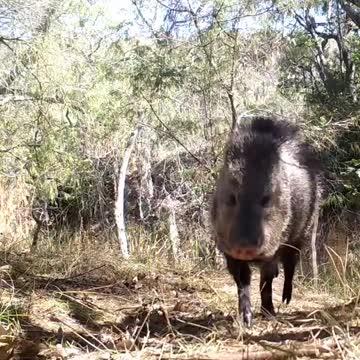 Ultimate Wild Animals Collection in 8K ULTRA HD / 8K TV