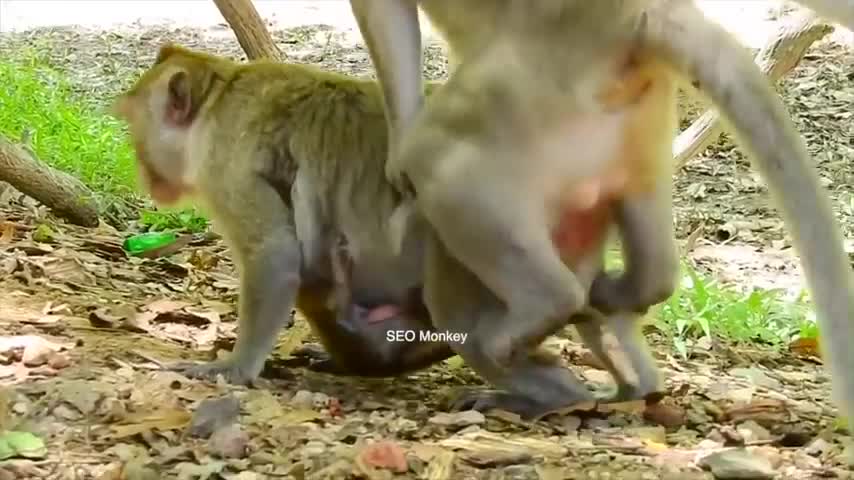 Monkey romantic video