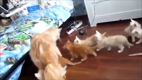 Funny CATS and DOGS Compilation v4