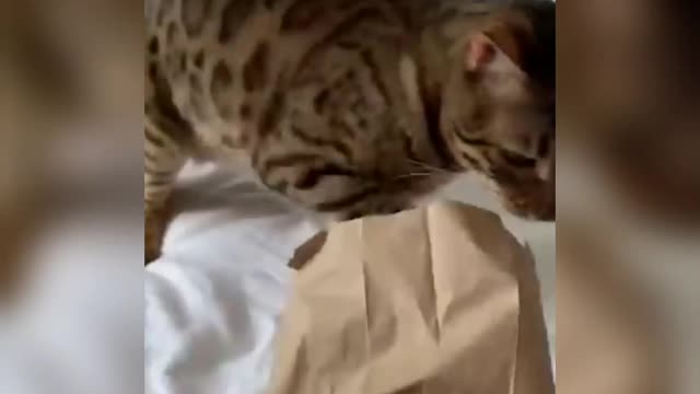 The cute cats, some of them just got a little fierce