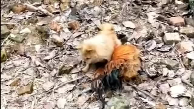 Dog vs chicken fight