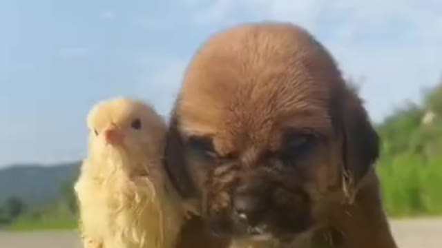 Cutest animal short video