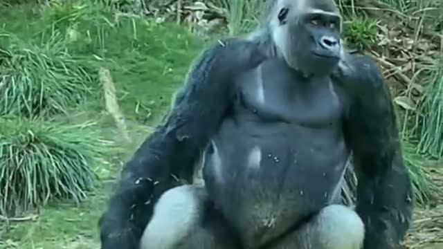 The Funny Gorilla