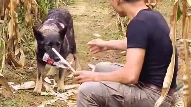 stroller with dog