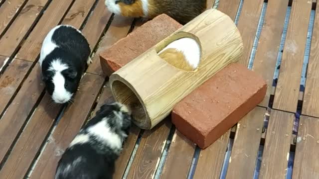 神戶動物王國_可愛豚鼠_KoBe Animal Kingdom_Cutie Guinea Pig_2