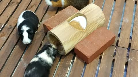 神戶動物王國_可愛豚鼠_KoBe Animal Kingdom_Cutie Guinea Pig_2