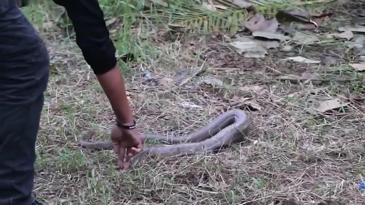 Brave rescue team saves deadly cobra tangled in net