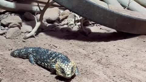 Europe’s largest freshwater aquarium found in Switzerland