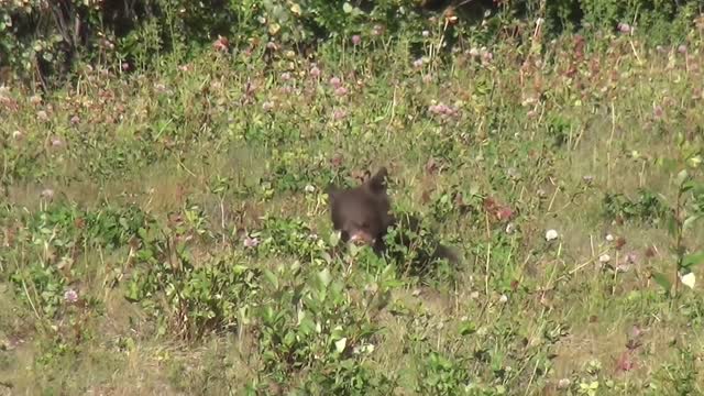 black bear with cub