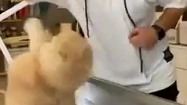 War cat against veterinar