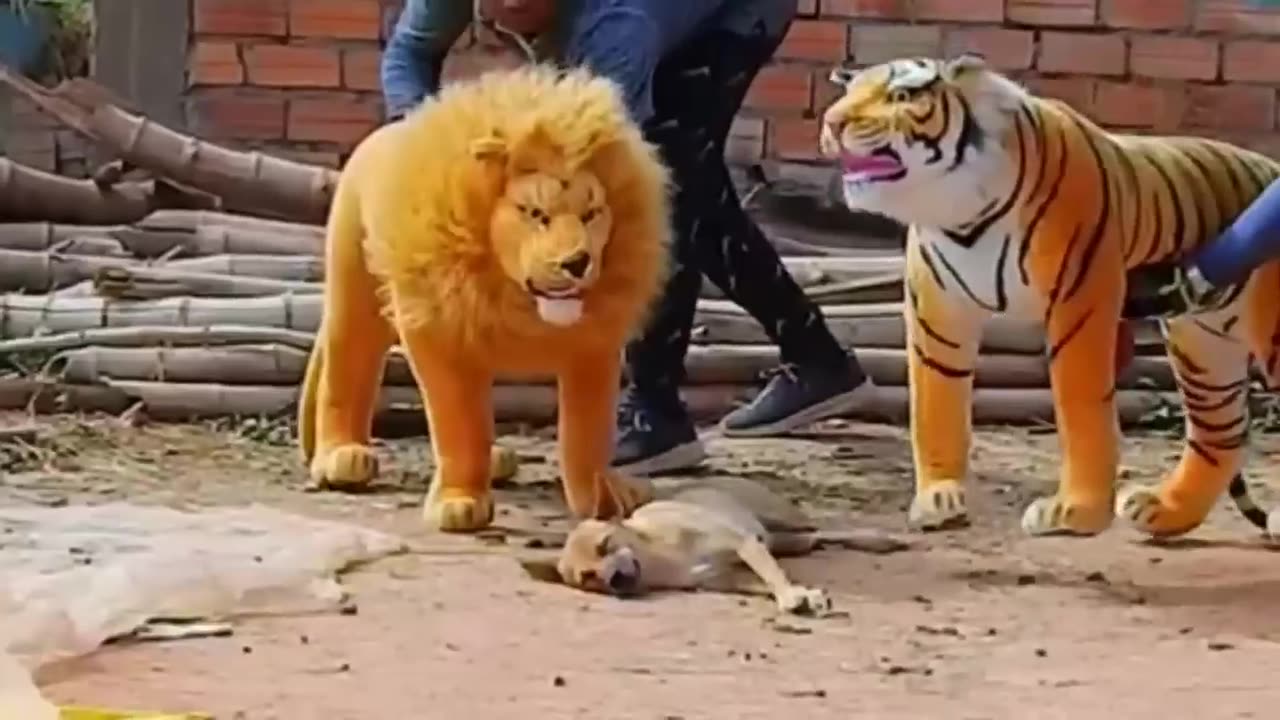 # TIGER PRANK ON DOGS