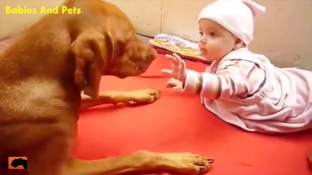 Funny Baby And Vassal Dogs Playing Together Cute Baby Video